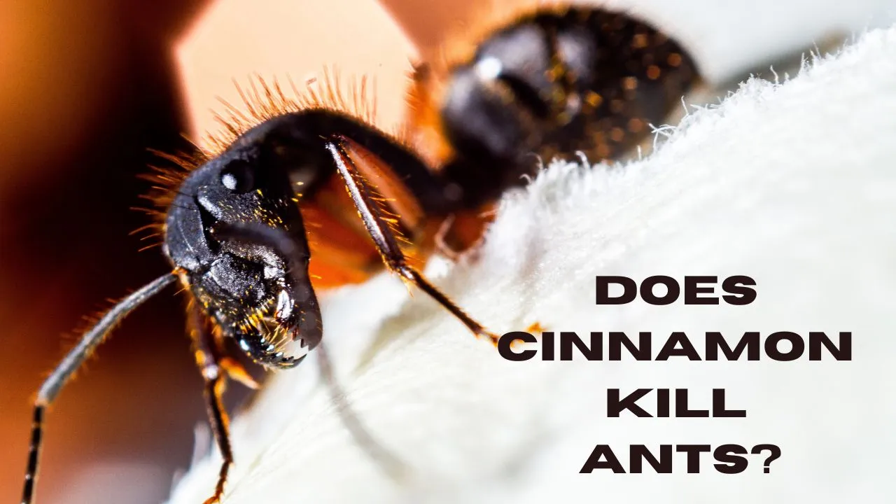 Does Cinnamon Kill Ants?